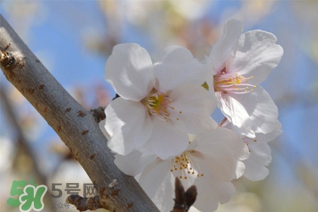 植樹節(jié)可以種什么花？植樹節(jié)種什么花好？