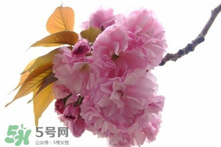 植樹(shù)節(jié)怎樣種樹(shù)？植樹(shù)節(jié)種植的方法及步驟