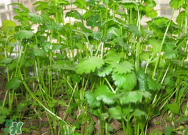 春天能種香菜嗎？香菜幾月份播種？