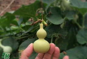 春天什么時(shí)候種葫蘆？葫蘆幾月種最好？