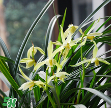 蘭花怎么養(yǎng)？蘭花怎么種？