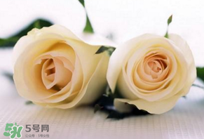 白色情人節(jié)送什么花？白色情人節(jié)送白玫瑰合適嗎？