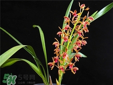 蘭花品種？蘭花有多少品種？