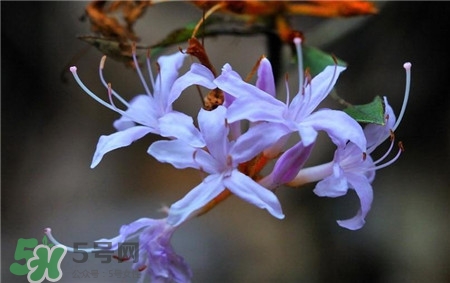 蘭花品種？蘭花有多少品種？