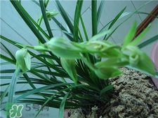 蘭花品種？蘭花有多少品種？