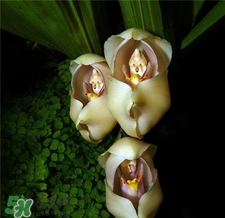 蘭花品種？蘭花有多少品種？