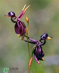 蘭花品種？蘭花有多少品種？
