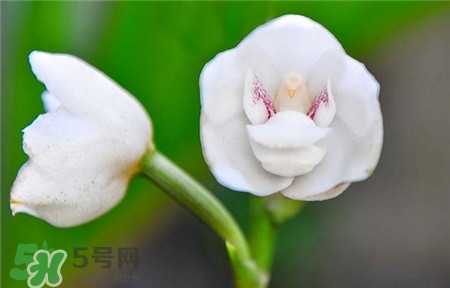 蘭花品種？蘭花有多少品種？