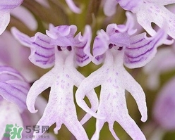 蘭花品種？蘭花有多少品種？