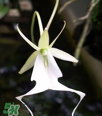 蘭花品種？蘭花有多少品種？