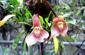 蘭花品種？蘭花有多少品種？