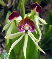 蘭花品種？蘭花有多少品種？