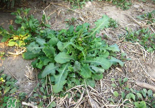 春天吃什么野菜好？春天吃什么野菜降血壓？