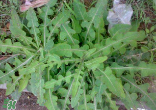 春天吃什么野菜好？春天吃什么野菜降血壓？