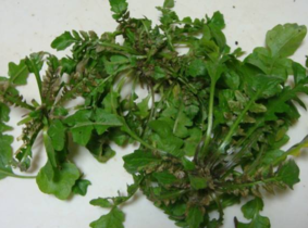 野生薺菜幾月份有？野生薺菜什么時候有？