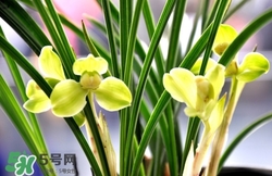 蘭花怎么養(yǎng)？蘭花怎么種？