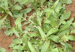 野生薺菜幾月份有？野生薺菜什么時(shí)候有？