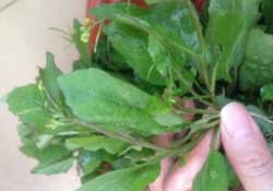 春天吃什么野菜好？春天吃什么野菜降血壓？