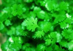 春天能種香菜嗎？香菜幾月份播種？