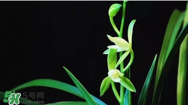 蘭花怎么養(yǎng)？蘭花怎么種？