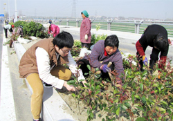 植樹節(jié)可以種什么植物？植樹節(jié)種什么植物好？