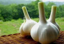 大蒜爛了一點還能吃嗎？大蒜爛根是怎么回事？