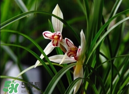 蘭花怎么養(yǎng)？蘭花怎么種？