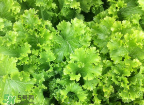 春天能種生菜嗎？生菜春天可以種嗎？