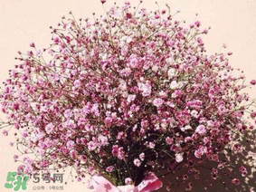 春天能種滿天星嗎？什么時(shí)候最適合種植滿天星？