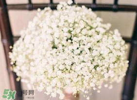 春天能種滿天星嗎？什么時(shí)候最適合種植滿天星？
