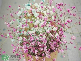 春天能種滿天星嗎？什么時(shí)候最適合種植滿天星？