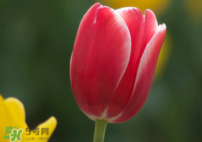 春天可以種郁金香嗎？郁金香可以春天種嗎？