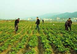春天能種油菜嗎？油菜春天什么時候種植？