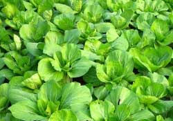 春天種植什么蔬菜好？春季適合種植的蔬菜