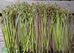 蕨菜是什么菜？蕨菜是什么？