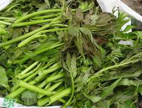 蕨菜是什么菜？蕨菜是什么？