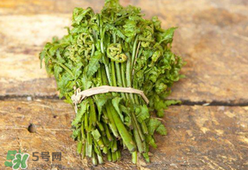 蕨菜可以冷凍嗎？蕨菜可以放冰箱嗎？