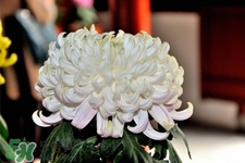 清明節(jié)掃墓買什么顏色菊花？清明節(jié)上墳用什么顏色菊花？