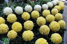 清明節(jié)掃墓買什么顏色菊花？清明節(jié)上墳用什么顏色菊花？