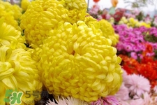 清明節(jié)掃墓為什么用菊花？清明節(jié)上墳為什么要送菊花？