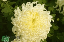 清明節(jié)掃墓為什么用菊花？清明節(jié)上墳為什么要送菊花？