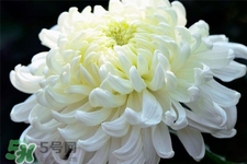 清明節(jié)掃墓為什么用菊花？清明節(jié)上墳為什么要送菊花？