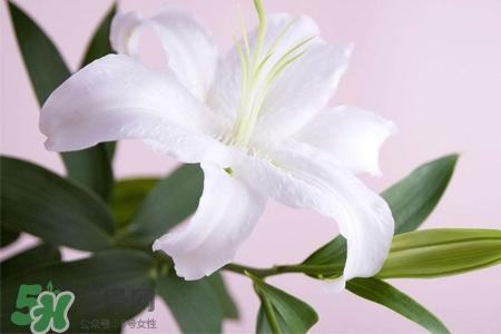 清明節(jié)上墳可以帶百合花嗎？清明節(jié)掃墓能用百合花嗎？