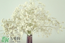 清明節(jié)上墳可以帶滿天星嗎？清明節(jié)掃墓能用滿天星嗎？