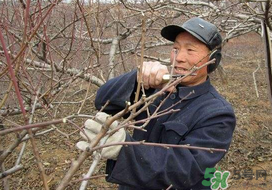 春天桃樹能剪枝嗎？桃樹春季什么時間剪枝？