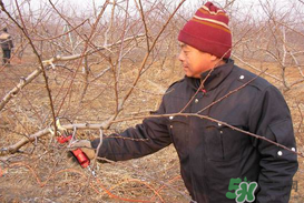 春天桃樹能剪枝嗎？桃樹春季什么時間剪枝？