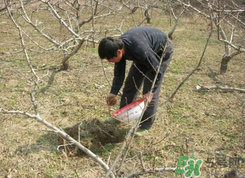 桃樹春天什么時候澆水？桃樹什么時候澆水？
