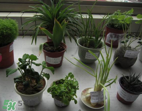 春天種什么植物？春天適合種什么植物？