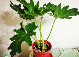 春天種什么植物？春天適合種什么植物？