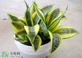 春天種什么植物？春天適合種什么植物？